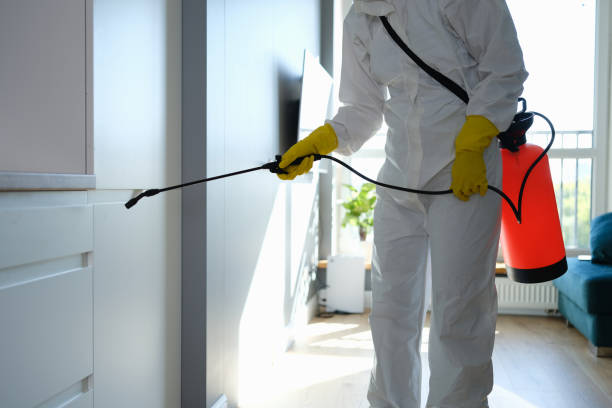 Best Emergency Mold Removal  in Lebanon Junction, KY