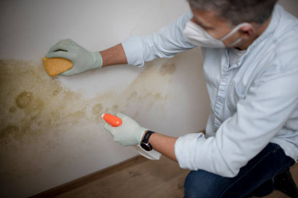 Best Best Mold Removal Companies  in Lebanon Junction, KY