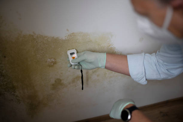 Professional Mold Removal in Lebanon Junction, KY