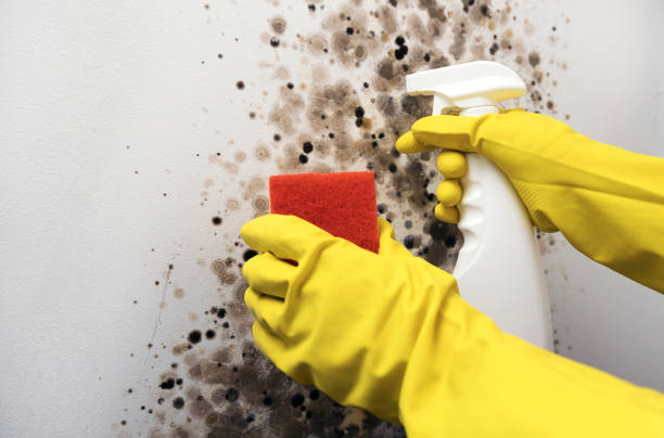 Best Office Mold Removal Services  in Lebanon Junction, KY