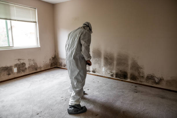 Best Same-Day Mold Removal  in Lebanon Junction, KY