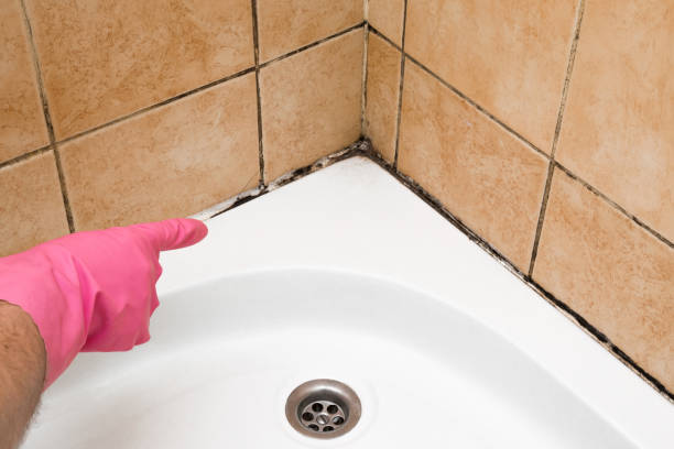 Best Certified Mold Removal  in Lebanon Junction, KY
